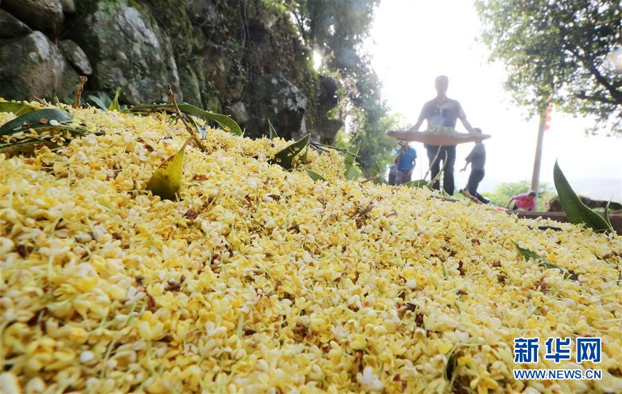 福建：打桂花 慶豐年