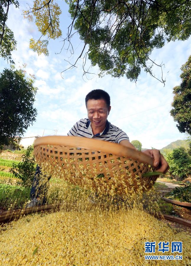 福建：打桂花 慶豐年