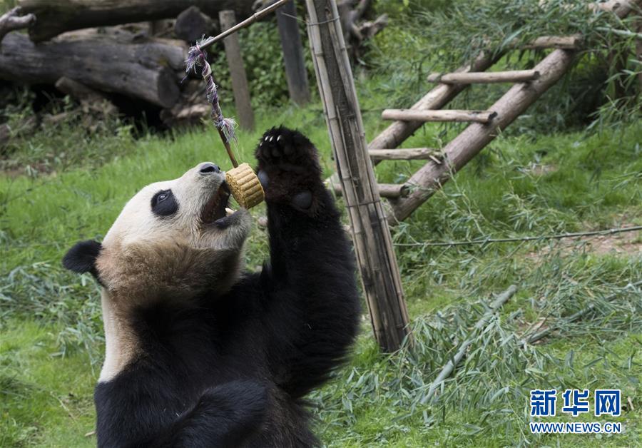 動物樂享“定制月餅”