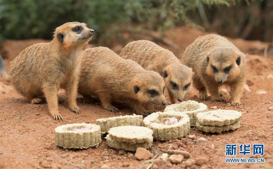 動物樂享“定制月餅”