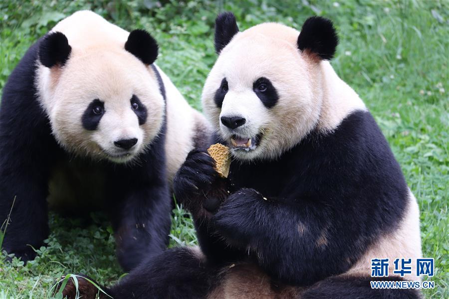 動物樂享“定制月餅”