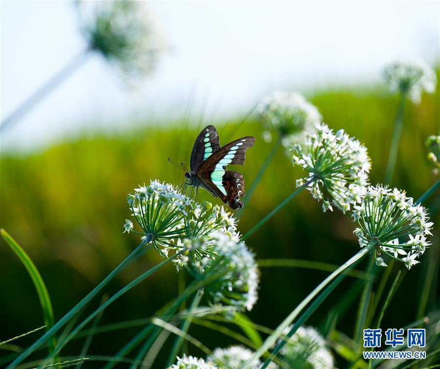 上海：農田裏的秋蟲私語