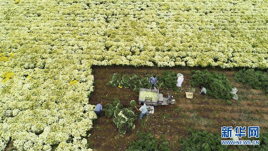 安徽：秋日採菊忙