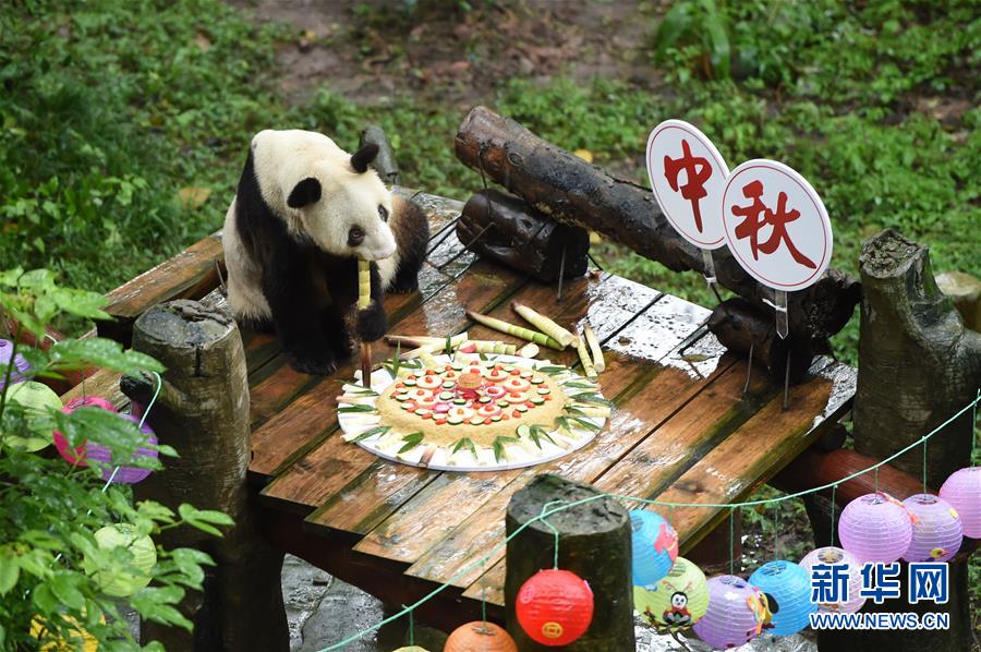 重慶：手工月餅送給大熊貓