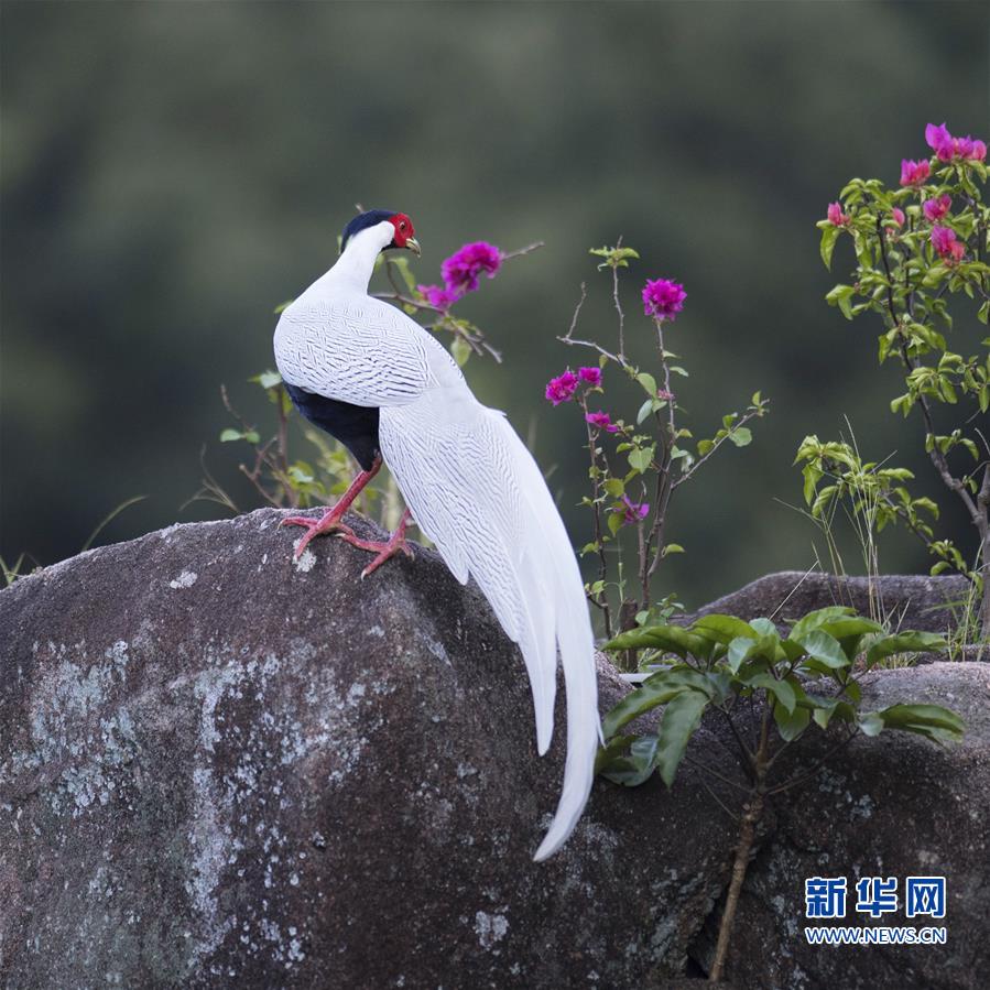 福建省南靖縣：白鷴秀美