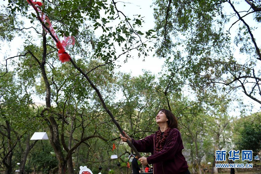 陜西佳縣：紅棗種出紅火新生活