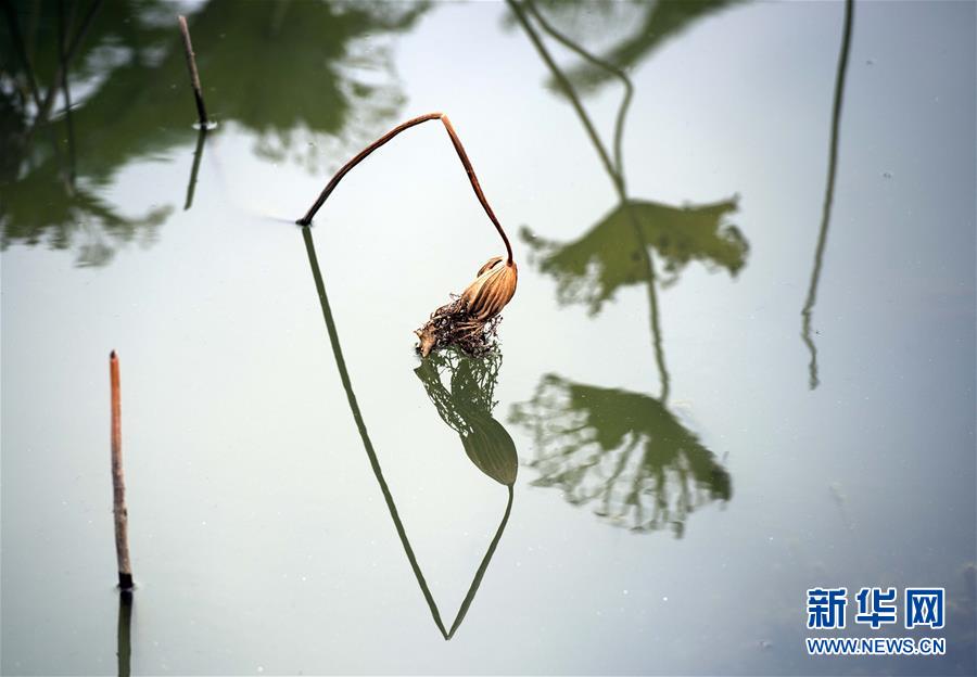 江蘇淮安：殘荷之美