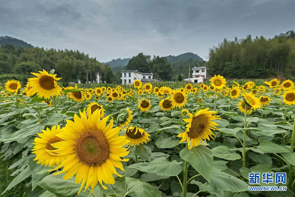 安徽蜀源：山間葵花向日晴 遍地盛開鑲滿金