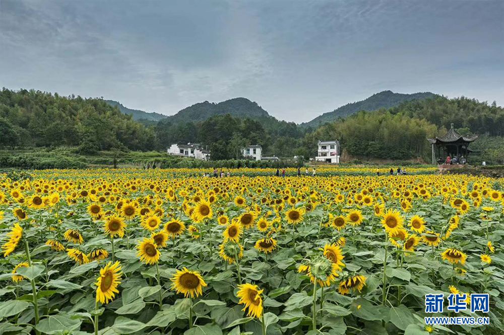 安徽蜀源：山間葵花向日晴 遍地盛開鑲滿金