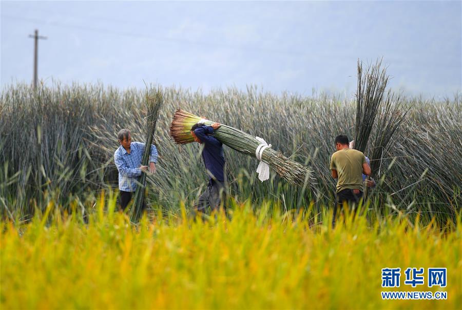 廣西柳州：藺草豐收 助農增收