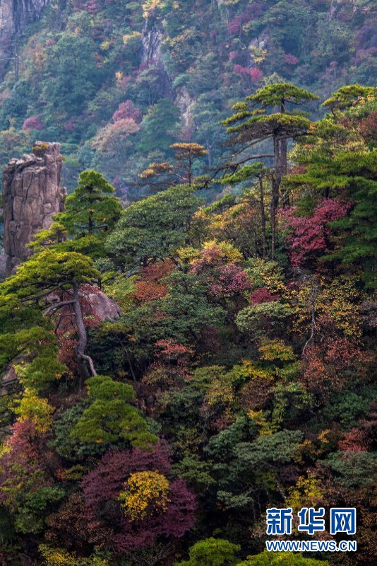 安徽黃山：霞光掩映山色空