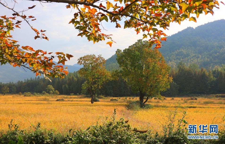 安徽塔川：田園流金