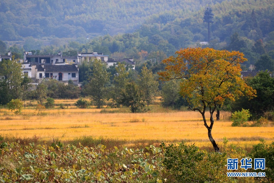 安徽塔川：田園流金