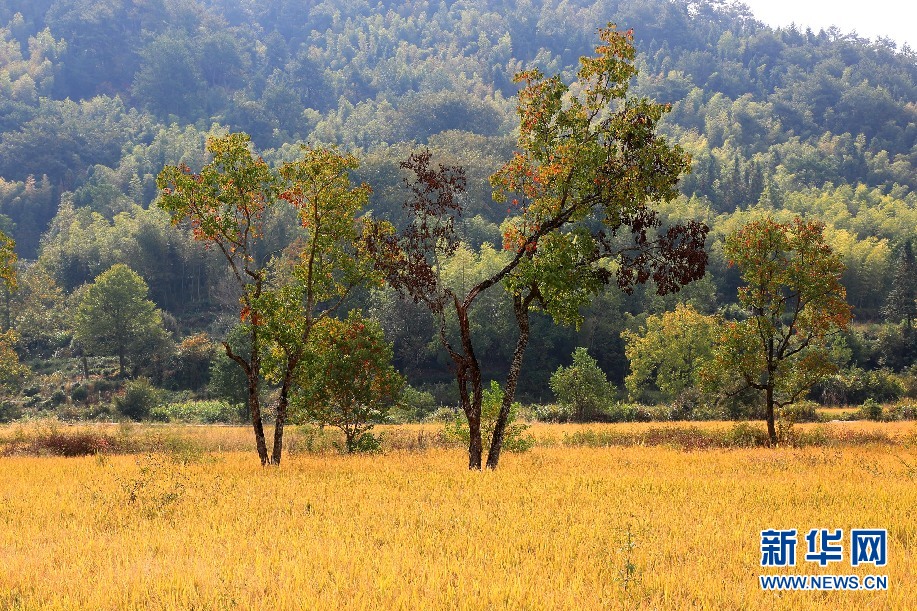 安徽塔川：田園流金