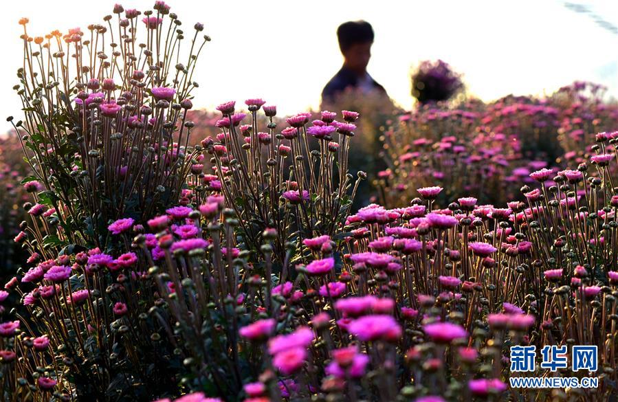 全域：秋花爭艷鬥金秋