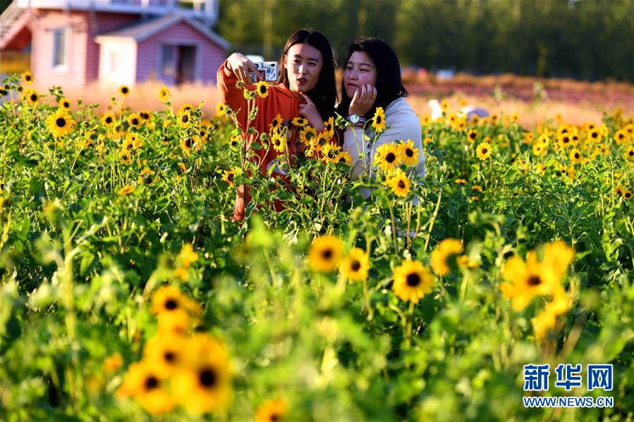 河北：秋花爭艷鬥金秋