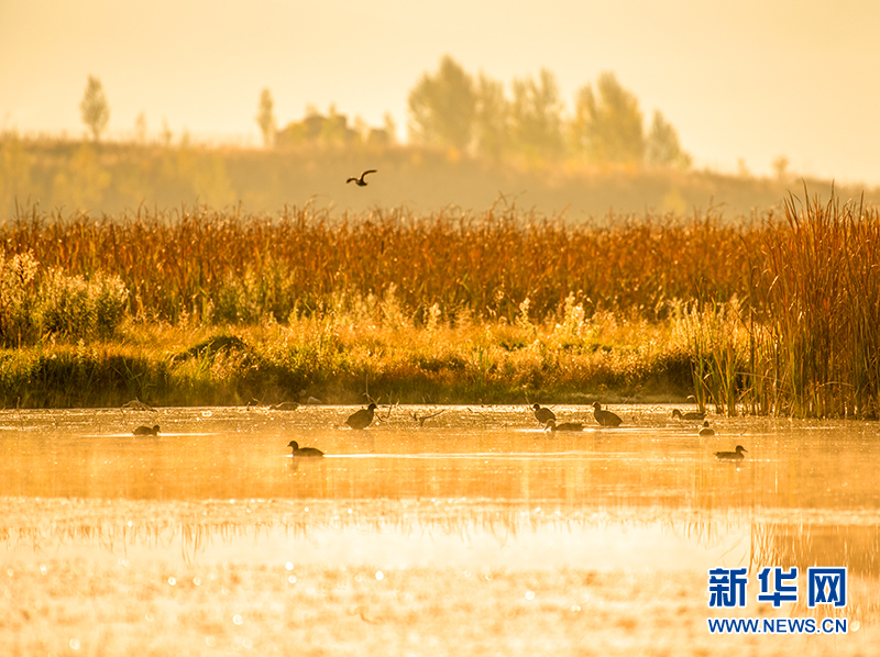 新疆特克斯河國家濕地公園進入最佳觀賞期