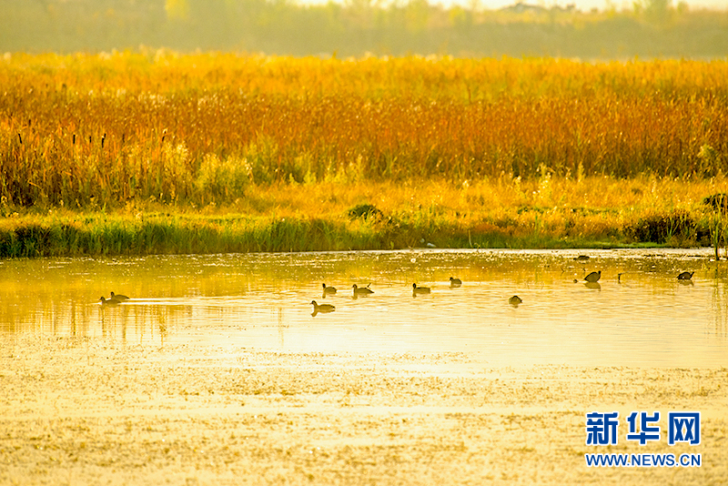 新疆特克斯河國家濕地公園進入最佳觀賞期