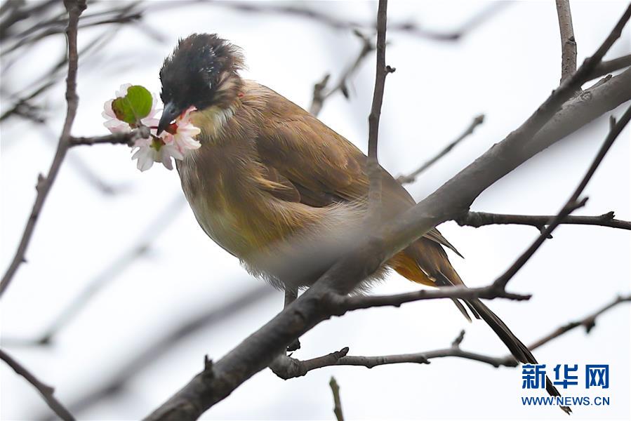 貴陽：鳥舞金秋