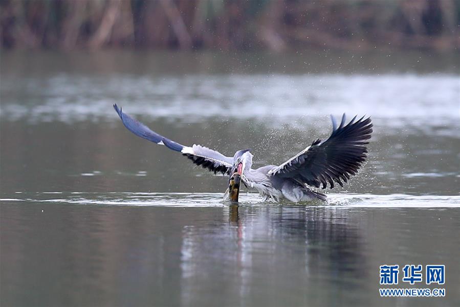 貴陽：鳥舞金秋