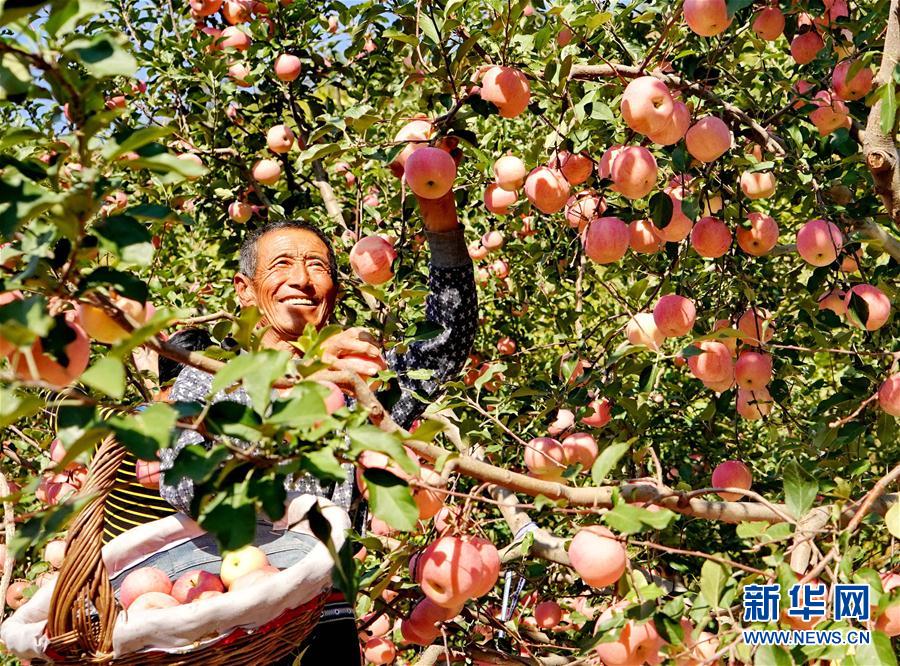 河北：金秋碩果富農家