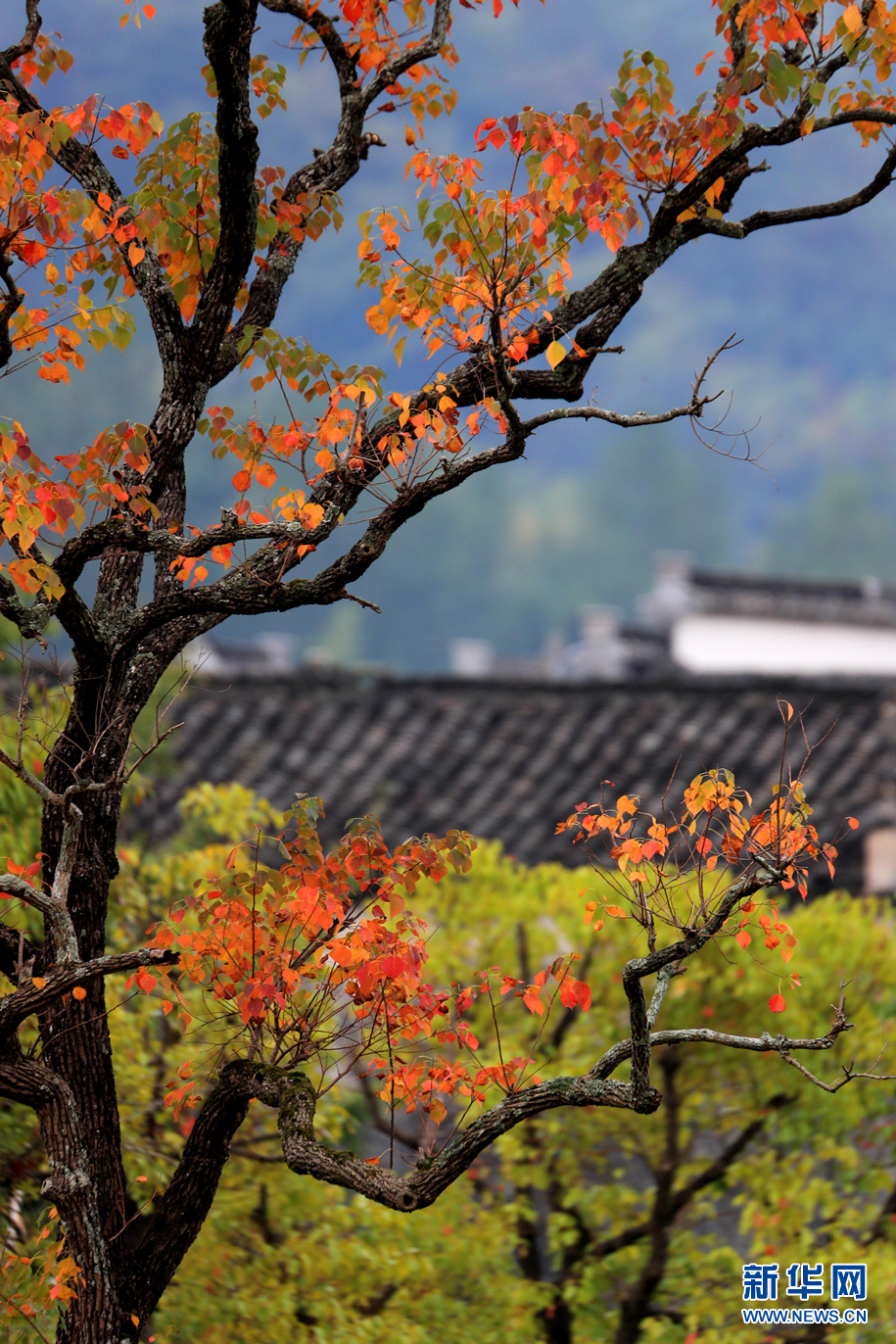 安徽：塔川秋色秀斑斕 粉墻黛瓦紅葉飛