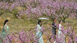 福州羅源：一朵花激活一座古村