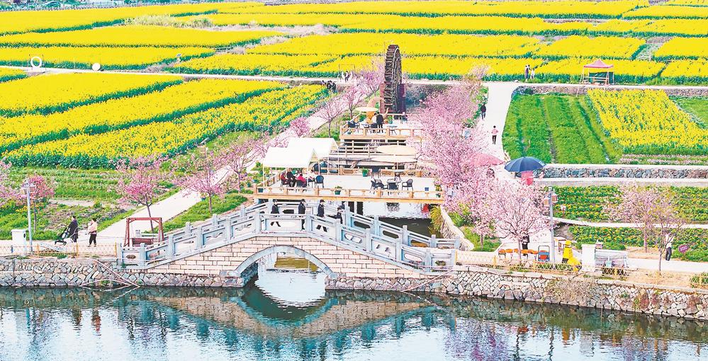 莆田涵江坪盤村：油菜花迎來最佳觀賞季_fororder_749eab05-8dbf-4b93-bd4f-419f622bd572
