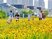 大連：盛夏花開遊人醉