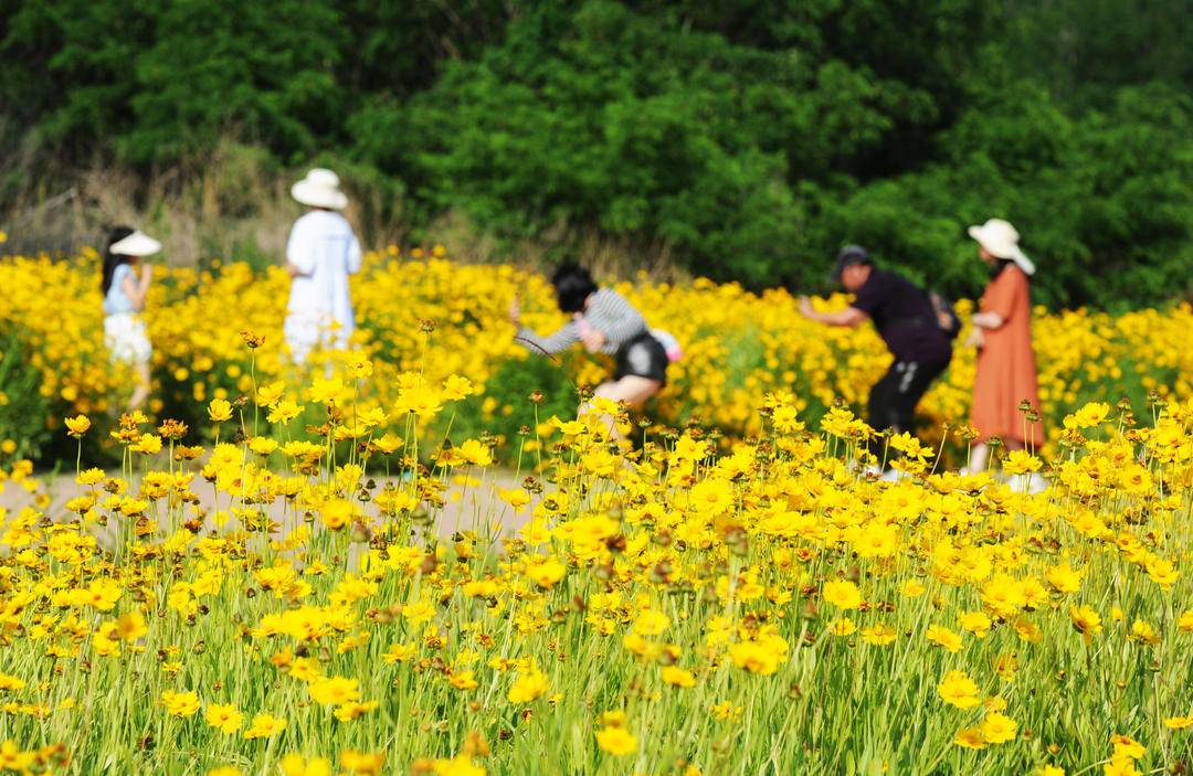 大連：盛夏花開遊人醉