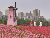 武漢東湖現花毯盛景 4萬平方米金魚草花海引遊客打卡