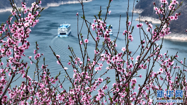 三峽地區迎來繁花盛景