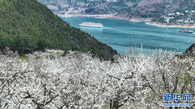 三峽地區迎來繁花盛景