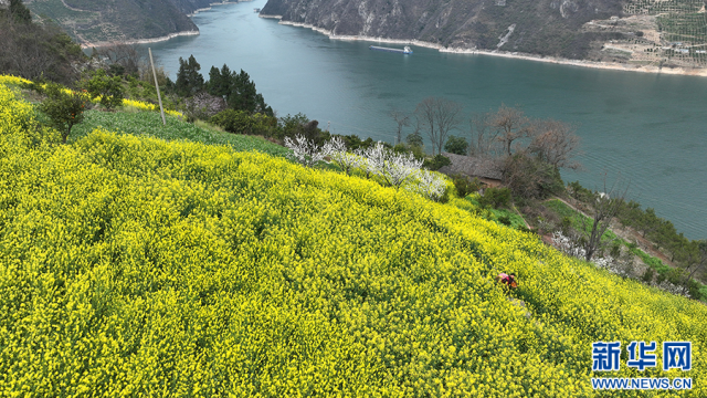 三峽地區迎來繁花盛景