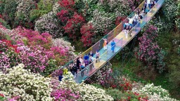 春花爛漫｜解鎖貴州旅遊新“花”樣
