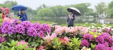 花綻京華 茶韻流芳，貴州在京奏響文化“三重奏”