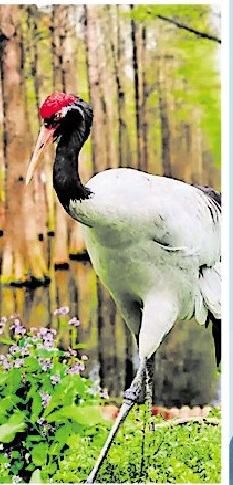 黑龍江省首批重點保護野生動植物名錄發佈