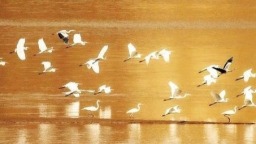 黃河吳堡段呈現“百鳥翔集”景象