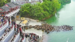 四川：觀百牛競渡 促文旅消費