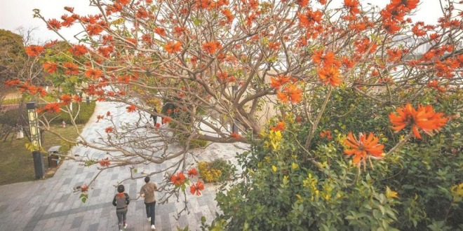 福建泉州：刺桐花開刺桐城