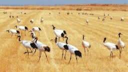 遼寧盤錦：鶴舞遼河口