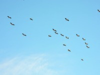 百隻“鳥中大熊貓”掠過合肥天空