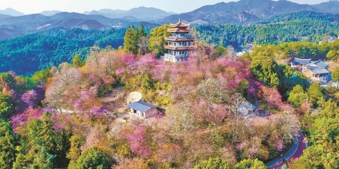 泉州德化：粉櫻漫山開