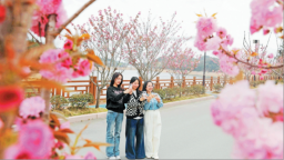 寧德壽寧韶托：晚櫻盛開引遊人