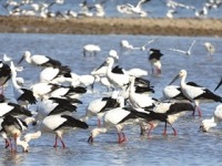 天津：濕地啟春遷 萬羽舞翩躚