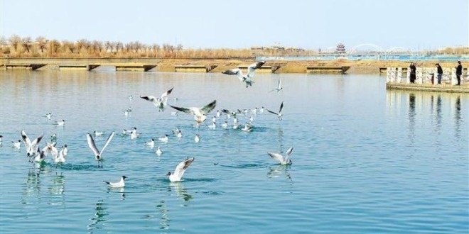 甘肅嘉峪關：候鳥飛臨南湖討賴河公園嬉戲覓食