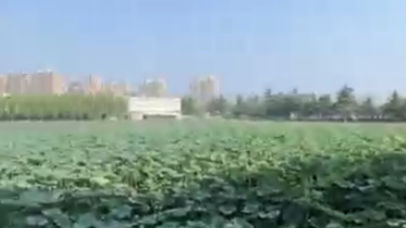 委內瑞拉視頻博主拉斐爾打卡淮安 體驗“運河之都”的繁華盛景_fororder_微信圖片_〉〇〉」-〇〈-〇【_〈〈〇【〈〉_「「《