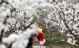 重慶：三峽李花迎客來 巫山曲尺春意濃