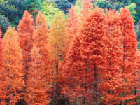 福州閩清古洋村水杉正當“紅”