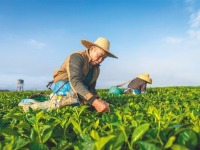 海南白沙：春茶採摘忙